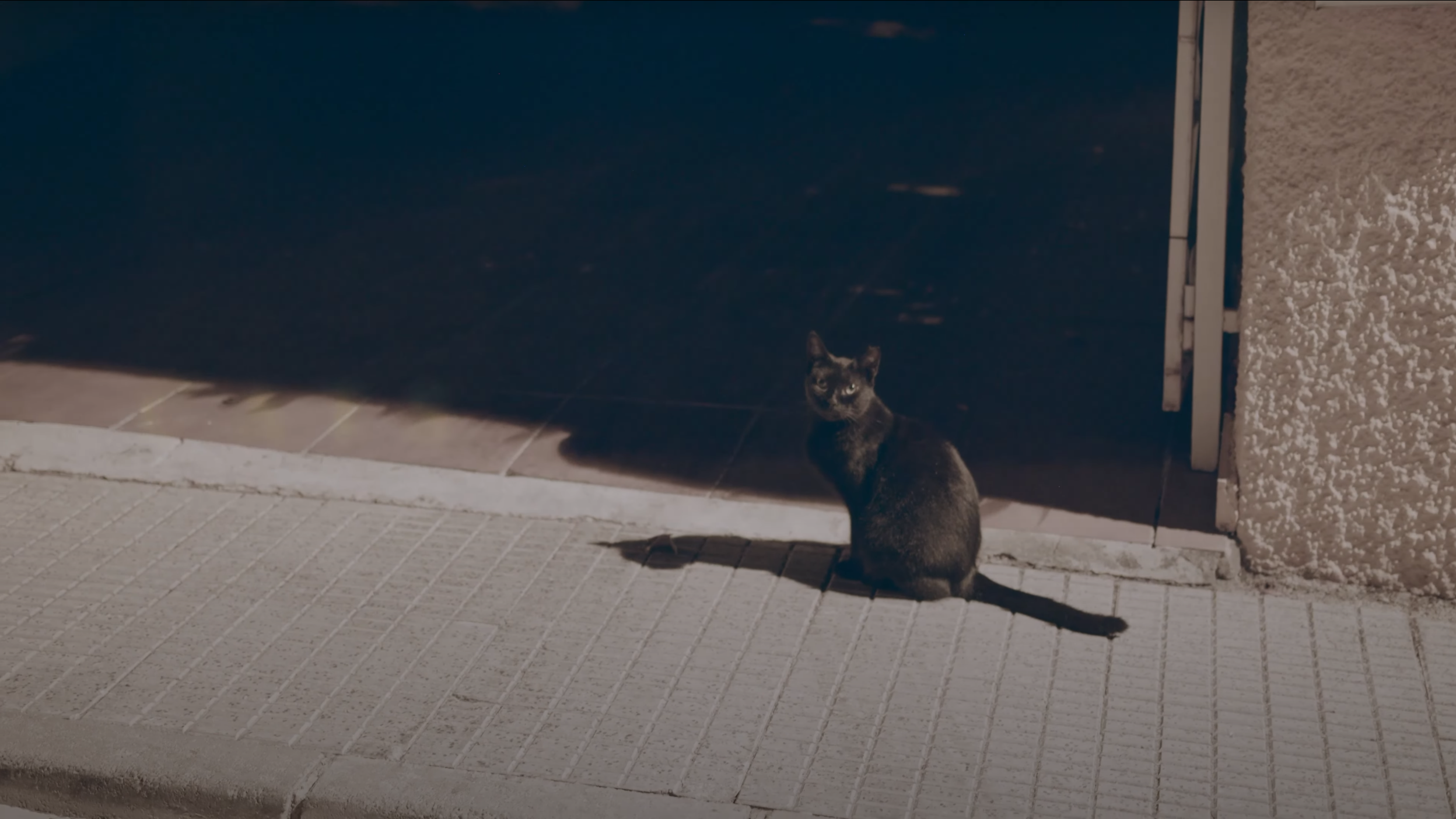 Cats