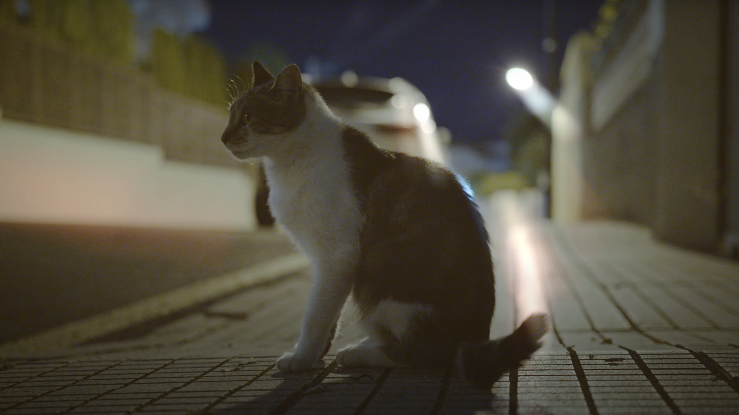 Cats still