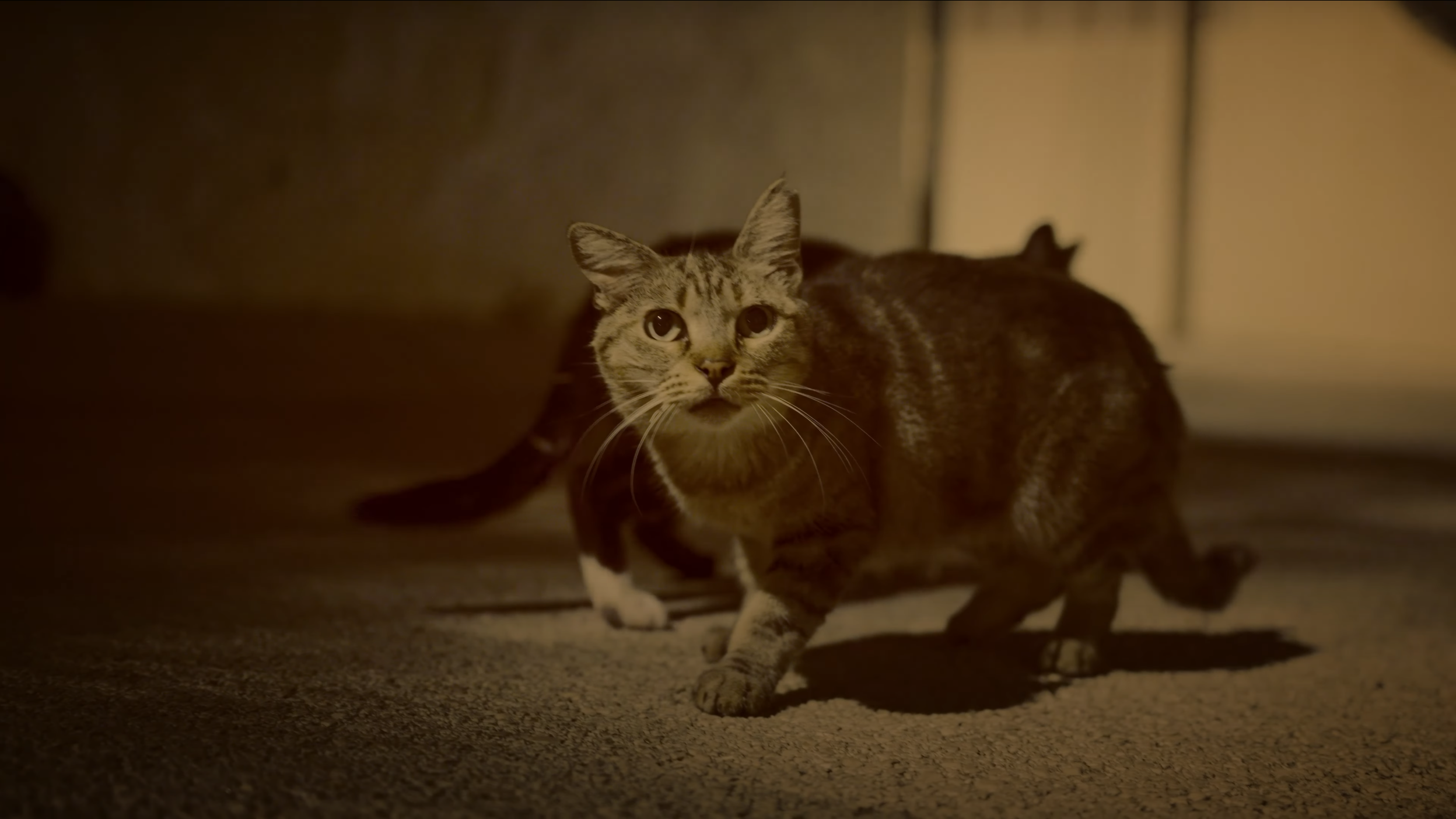 Cats still